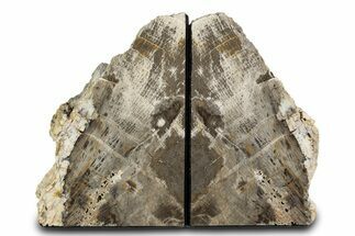 Petrified Wood (Oak) Bookends - Oregon #382135