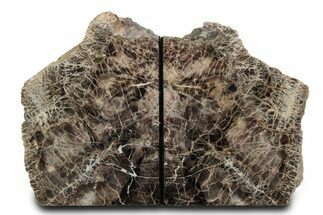 Tall Petrified Wood Bookends - Deschutes River, Oregon #382142