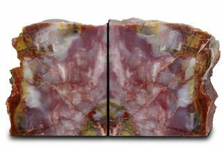 Tall Colorful Petrified Wood Bookends - Washington #382144