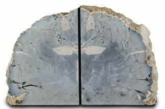 Tall Petrified Wood Bookends - Sweet Home, Oregon #382161