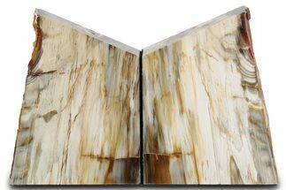 Tall Colorful Petrified Wood Bookends - Washington #382173
