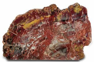 Polished Rainbow Petrified Wood Stand Up - Arizona #382177