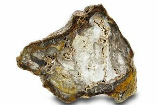 Colorful Hubbard Basin Petrified Wood Slab - Nevada #382198