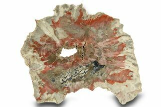 Polished Petrified Wood (Araucaria?) End Cut - Arizona #382199
