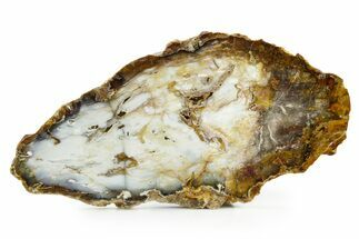 Colorful Hubbard Basin Petrified Wood Slab - Nevada #382202