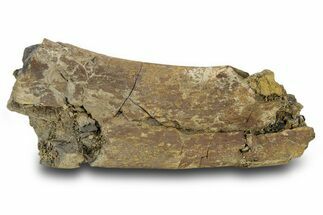Dinosaur (Triceratops) Rib Bone Section - Wyoming #381193