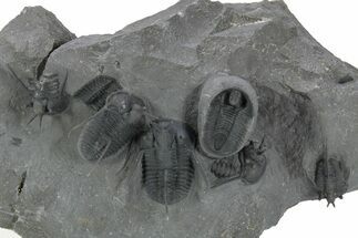 Spiny Cyphaspis Trilobite Cluster - Top Quality Preparation #381607