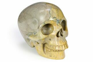 Realistic Columnar Stromatolite Skull #382216