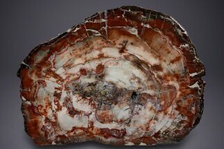 Wide Brilliant Red and White Petrified Wood Table #382223