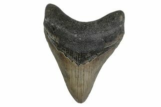 Fossil Megalodon Tooth - North Carolina #377968