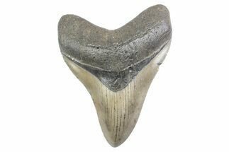 Fossil Megalodon Tooth - North Carolina #378085