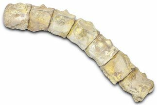 String of Fossil Mosasaur (Platecarpus) Vertebrae - Kansas #382047