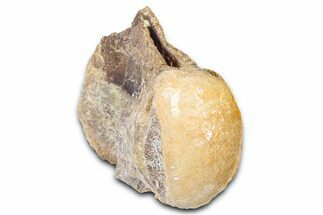 Fossil Mosasaur (Platecarpus) Vertebra - Kansas #382058