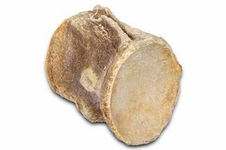 Fossil Mosasaur (Platecarpus) Vertebra - Kansas #382062