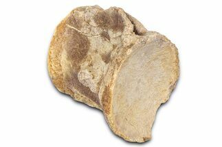 Fossil Mosasaur (Platecarpus) Vertebra - Kansas #382064