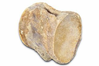 Fossil Mosasaur (Platecarpus) Vertebra - Kansas #382065