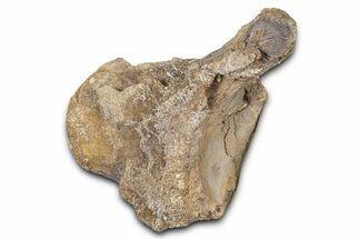 Fossil Mosasaur (Tylosaurus?) Vertebra - Kansas #382069