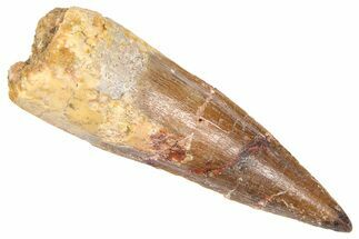 Fossil Spinosaurus Tooth - Real Dinosaur Tooth #382322