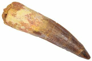Fossil Spinosaurus Tooth - Real Dinosaur Tooth #382330