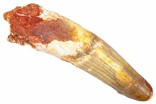 Fossil Spinosaurus Tooth - Real Dinosaur Tooth #382336
