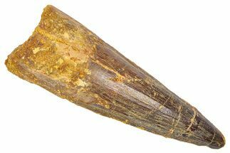 Fossil Spinosaurus Tooth - Real Dinosaur Tooth #382339