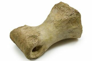 Rare Tyrannosaurus rex (T-Rex) Toe Bone Fossil - Wyoming #382411