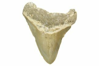 Serrated, Juvenile Megalodon Tooth - North Carolina #377052