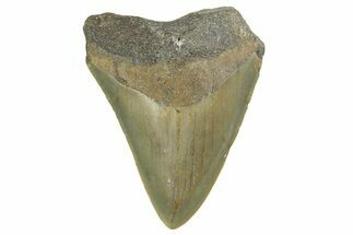 Serrated, Juvenile Megalodon Tooth - North Carolina #377054