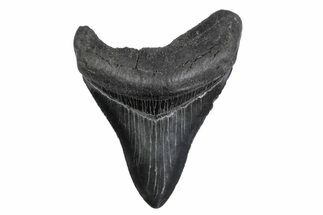 Fossil Megalodon Tooth - North Carolina #379142