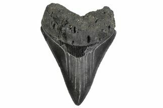 Serrated, Fossil Megalodon Tooth - North Carolina #379146