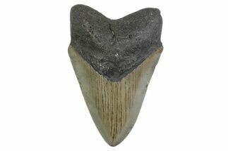 Fossil Megalodon Tooth - North Carolina #379162