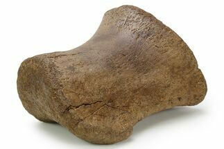 Superb, Hadrosaur (Edmontosaurus) Phalanx - Wyoming #382485