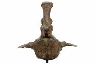 Triceratops Caudal Vertebra on Metal Stand - Wyoming #382490
