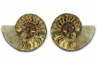 Large Cut & Polished Ammonite Fossil - Madagasar #382593