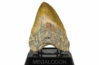 Fossil Megalodon Tooth - North Carolina #382603