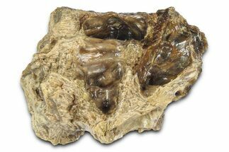 Fossil Tyrannosaur (T rex) Bone Section - Wyoming #382636