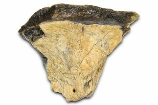 Fossil Tyrannosaur (T rex) Bone Section - Wyoming #382656