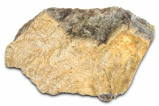Fossil Tyrannosaur (T rex) Skull Section - Wyoming #382675