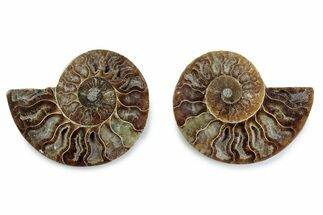 Cut & Polished Ammonite Fossil - Madagascar #377571
