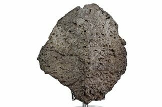 Ankylosaur (Zuul) Osteoderm with Stand - Judith River Formation #382538