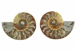 Cut & Polished Ammonite Fossil - Madagascar #379065