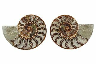 Cut & Polished Ammonite Fossil - Madagascar #379099
