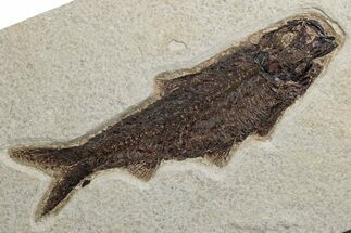 Detailed Fossil Fish (Knightia) - Wyoming #382756