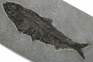 Detailed Fossil Fish (Knightia) - Large for Species! #382765