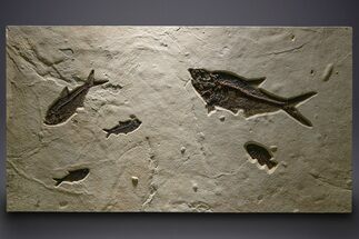 Stunning Green River Fossil Fish Mural with Multiple Species #382728