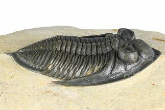 Fossil Zlichovaspis Trilobite - Atchana, Morocco #382824