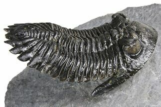 Detailed Hollardops Trilobite - Ofaten, Morocco #382841