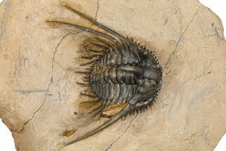 Large, Chocolate-Brown Kettneraspis Trilobite - Lghaft, Morocco #382855