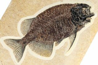Premium Specimens For Sale