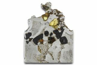 Seymchan Pallasite Meteorite Slice ( g) - Russia #382892